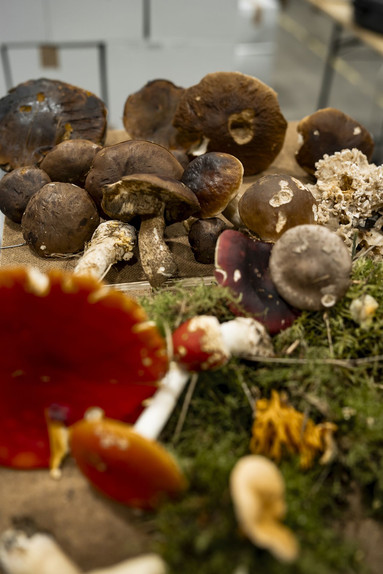 La belle variété de champignons récoltés